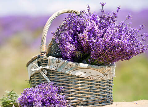 目の疲れに手技と香りでアプローチする技術を学びます