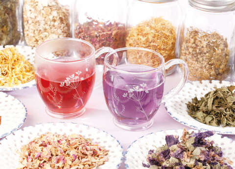 植物を奥深く学ぶ。