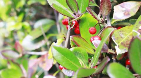ウィンターグリーン精油とアスピリンって似てる？！